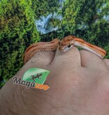 Magazoo Juvenile Male Corn Snake Hypo Motley Tessera (Double Het. Amel Anery) (09/10/2025)