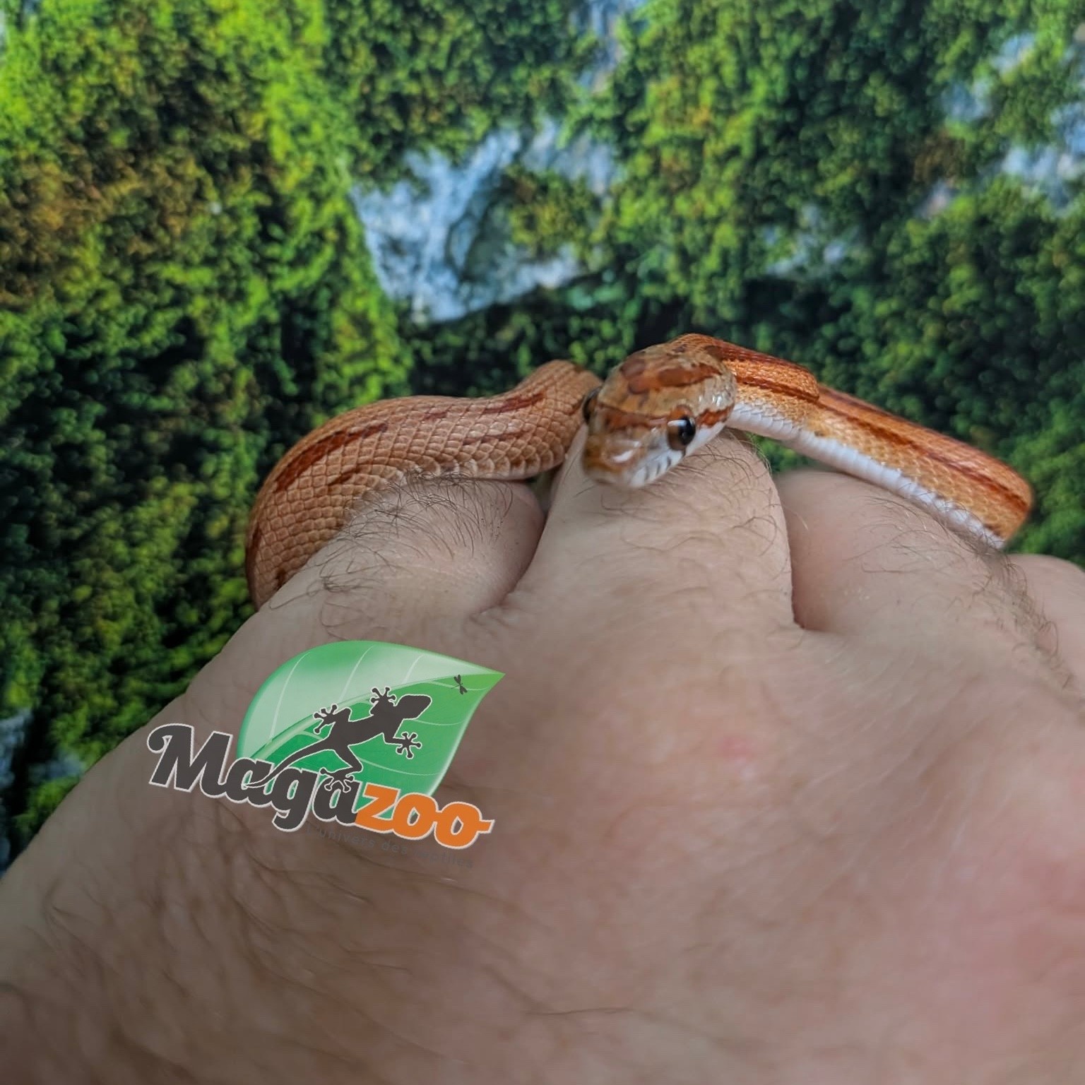 Magazoo Serpent des blés Hypo Motley Tessera (Double Het. Amel Anery) Mâle Juvénile (10/09/2025)
