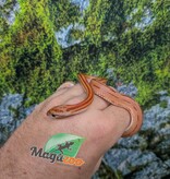 Magazoo Serpent des blés Hypo Motley Tessera (Double Het. Amel Anery) Mâle Juvénile (10/09/2025)