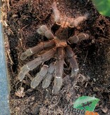 Magazoo Mygale Tigré Bach Ma (4'') / Haplopelma sp. Bach Ma