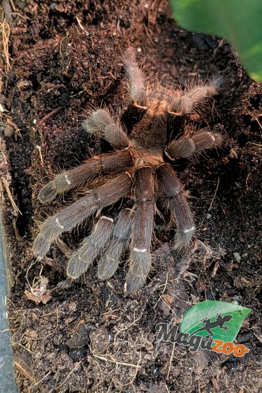 Magazoo Mygale Tigré Bach Ma (4'') / Haplopelma sp. Bach Ma