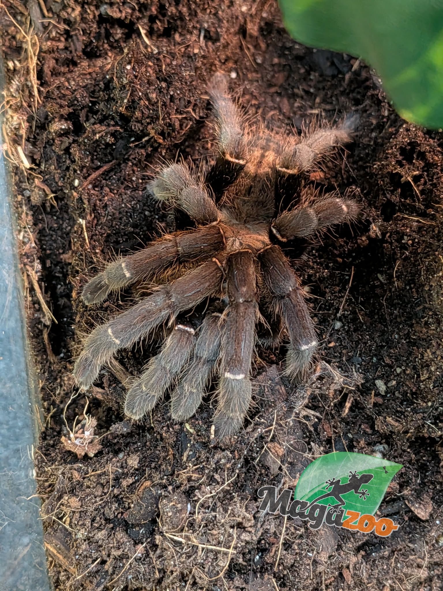 Magazoo Mygale Tigré Bach Ma (4'') / Haplopelma sp. Bach Ma