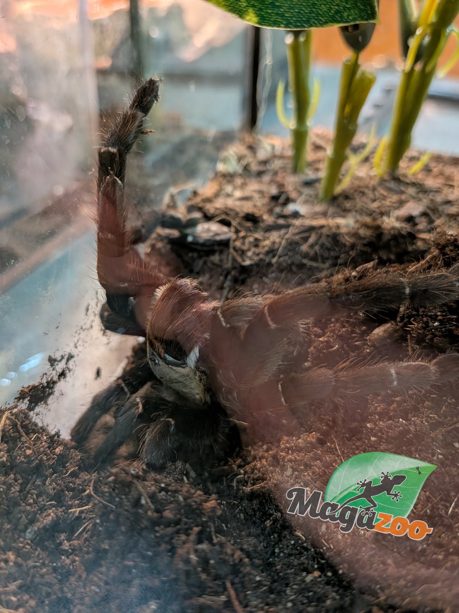 Magazoo BachMa tiger tarantula/ Haplopelma sp. Bach Ma