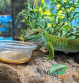Magazoo Gecko diurne géant de Madagascar Mâle 7 mois