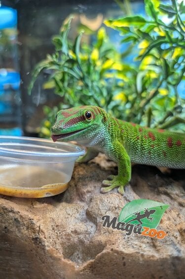 Magazoo Male Madagascar giant day gecko 7 months old