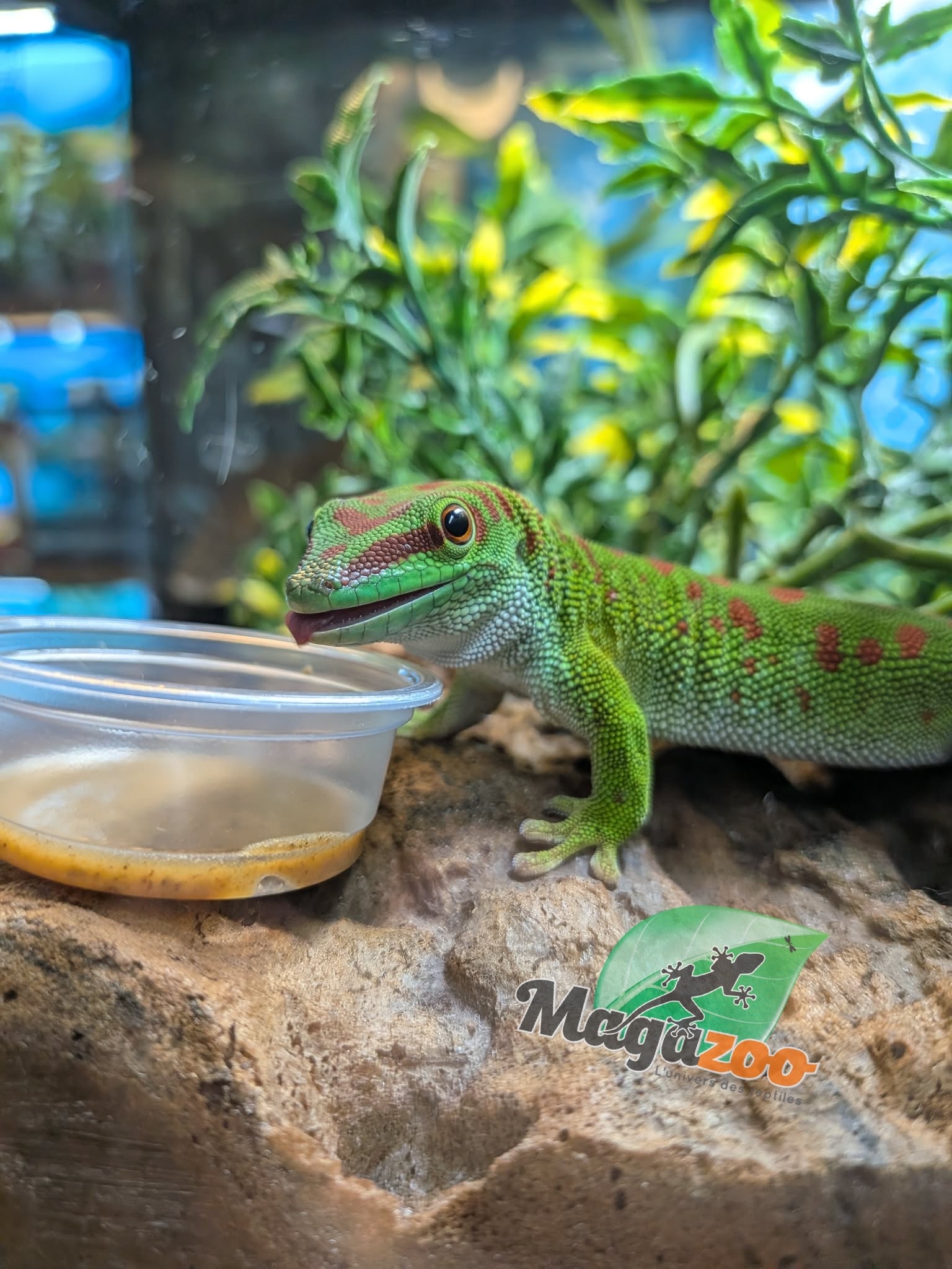 Magazoo Male Madagascar giant day gecko 7 months old