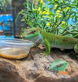 Magazoo Male Madagascar giant day gecko 7 months old