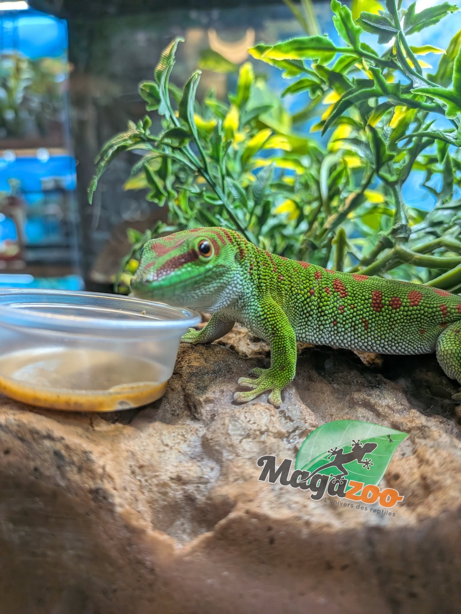 Magazoo Male Madagascar giant day gecko 7 months old