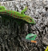 Magazoo Male Madagascar giant day gecko 7 months old