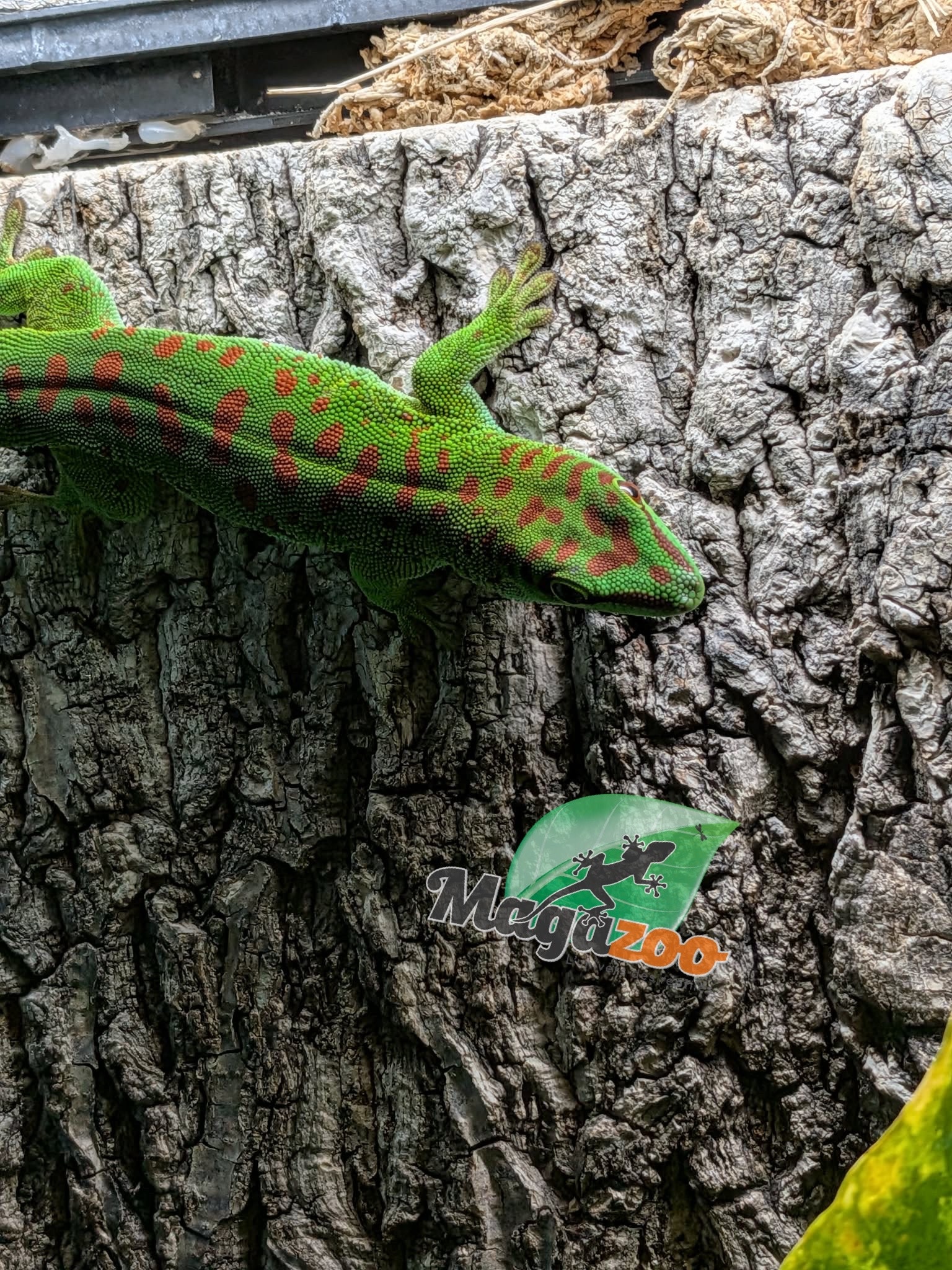 Magazoo Male Madagascar giant day gecko 7 months old