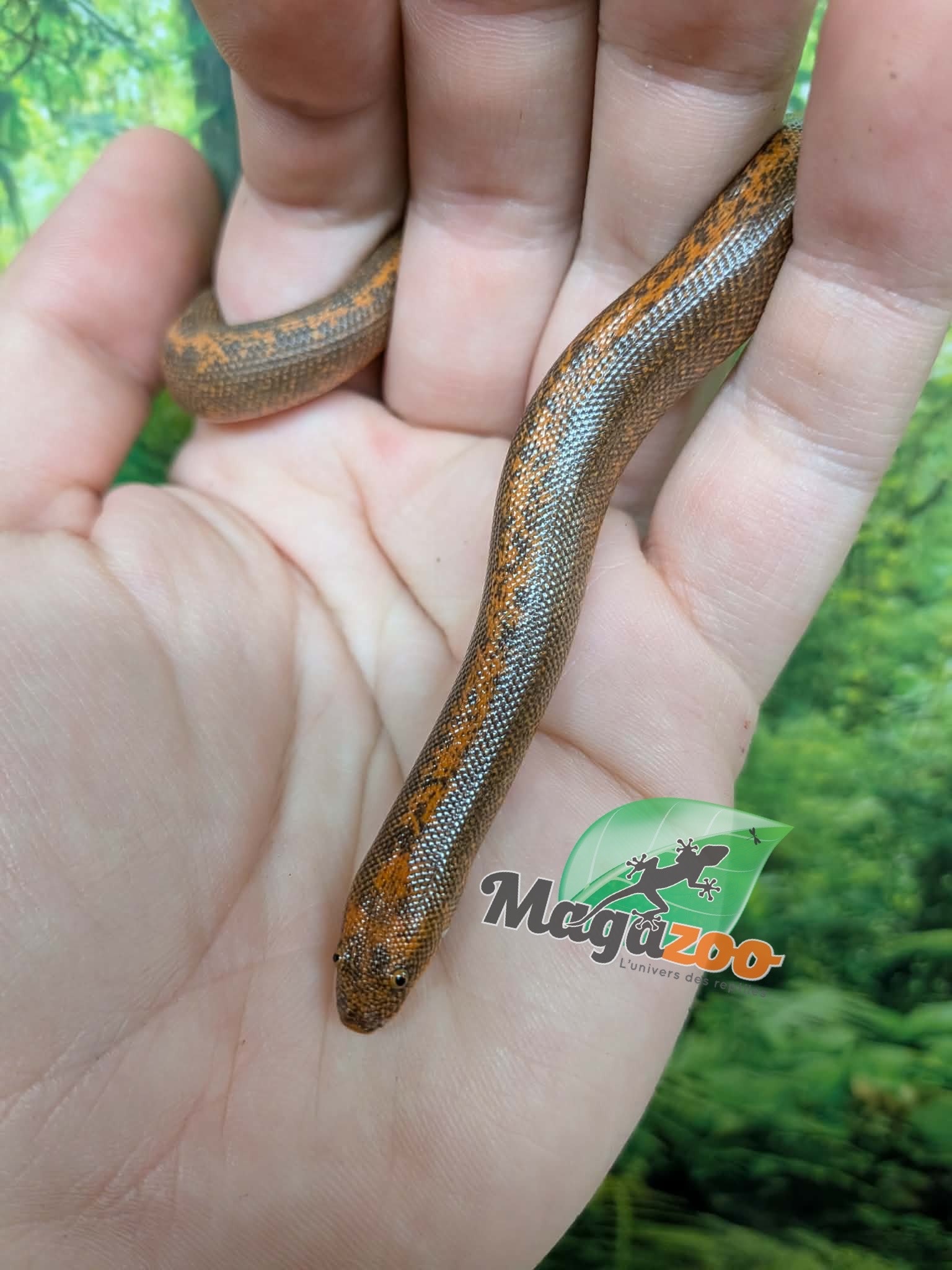 Magazoo Female Stripe het. Paradox Snow Sand boa