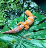 Magazoo Male Volcano Leopard gecko 12/14/25