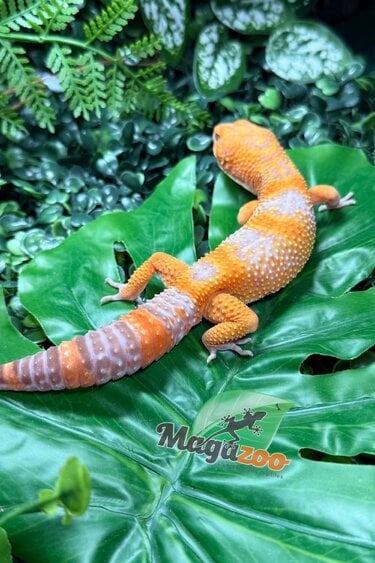 Magazoo Male Volcano Leopard gecko 12/14/25