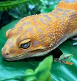 Magazoo Male Volcano Leopard gecko 12/14/25