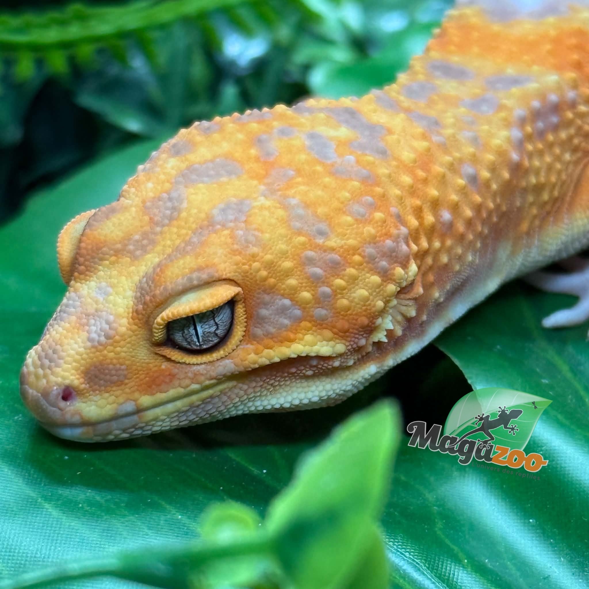 Magazoo Male Volcano Leopard gecko 12/14/25