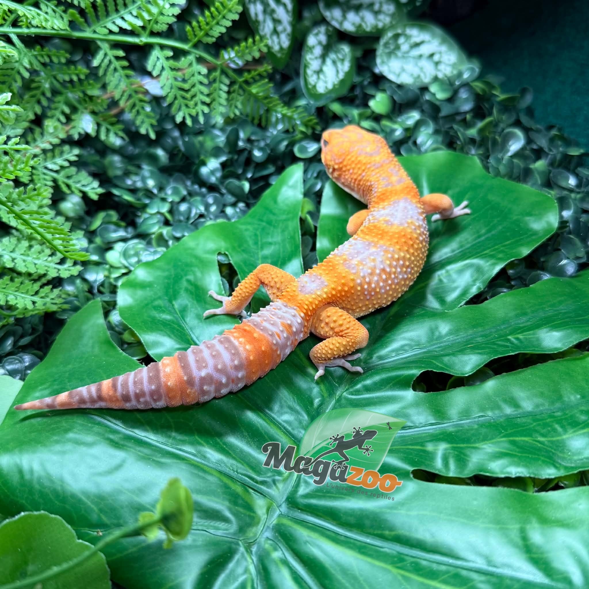 Magazoo Male Volcano Leopard gecko 12/14/25