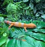 Magazoo Male Volcano Leopard gecko 12/14/25