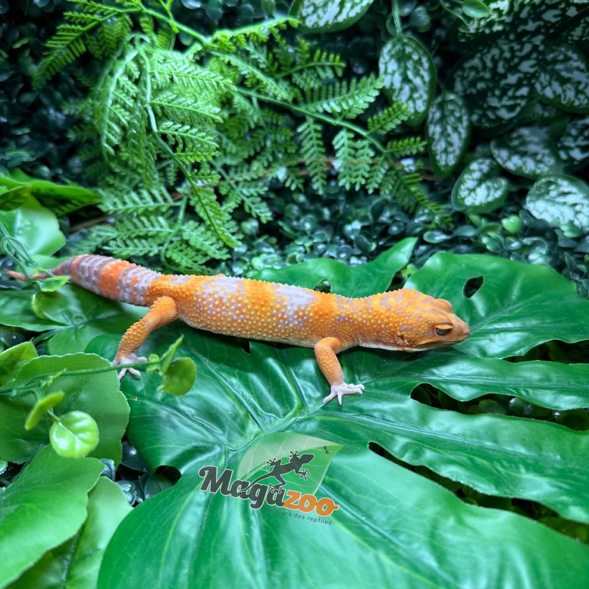 Magazoo Male Volcano Leopard gecko 12/14/25