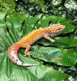 Magazoo Female White & Yellow Redstripe Leopard gecko 05/09/26