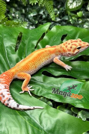 Magazoo Female White & Yellow Redstripe Leopard gecko 05/09/26