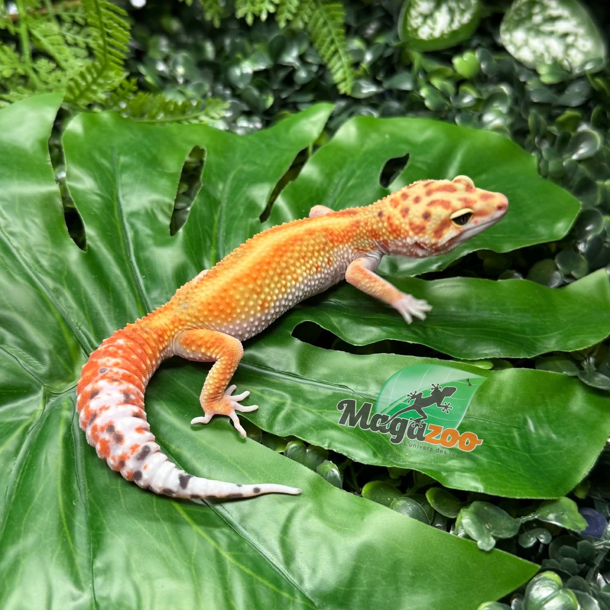 Magazoo Female White & Yellow Redstripe Leopard gecko 05/09/26