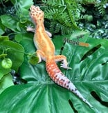 Magazoo Gecko léopard White & Yellow Redstripe femelle 09/05/26