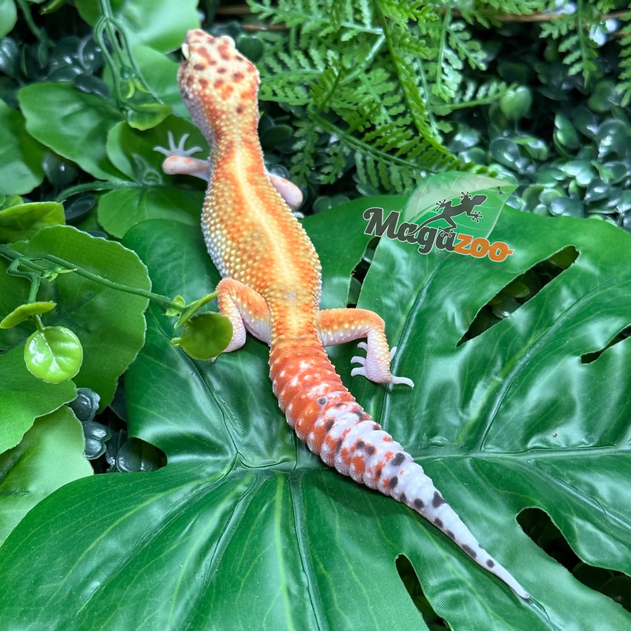 Magazoo Female White & Yellow Redstripe Leopard gecko 05/09/26