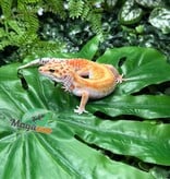 Magazoo Female White & Yellow Redstripe Leopard gecko 05/09/26