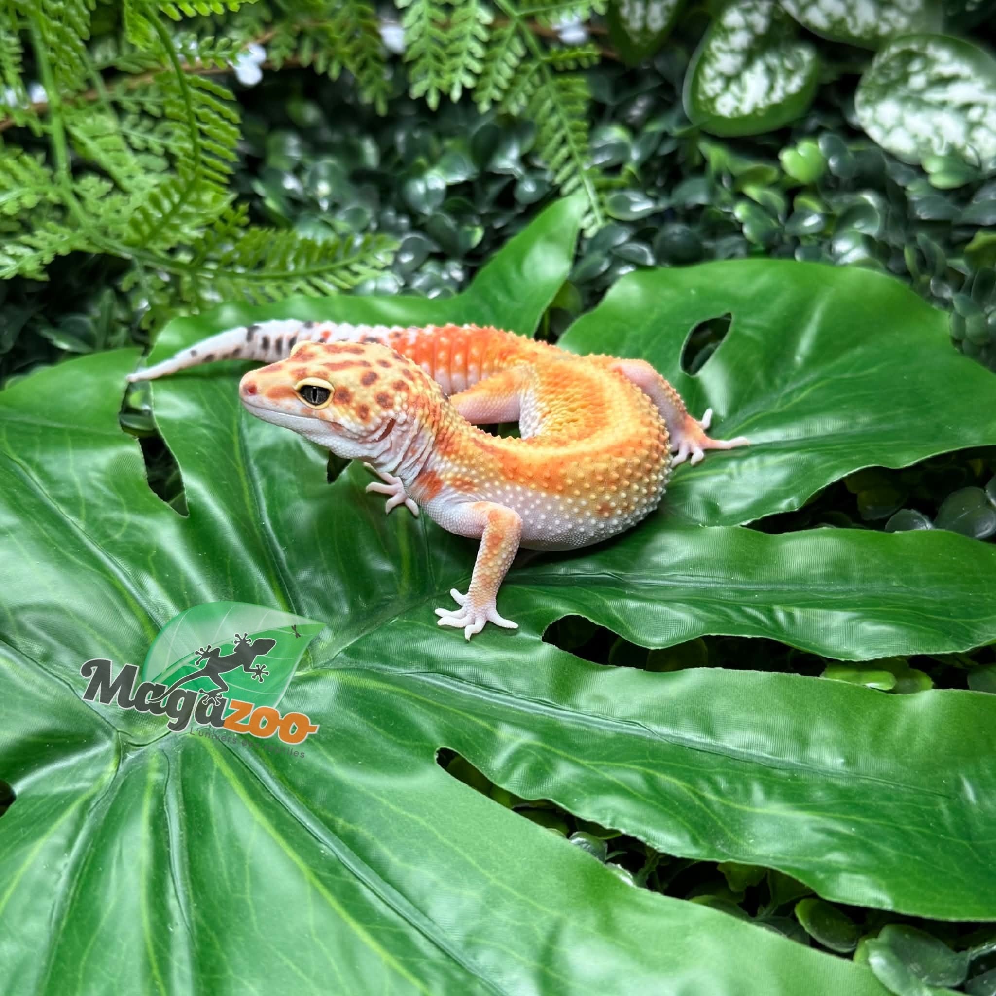 Magazoo Gecko léopard White & Yellow Redstripe femelle 09/05/26