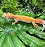 Magazoo Gecko léopard White & Yellow Redstripe femelle 09/05/26