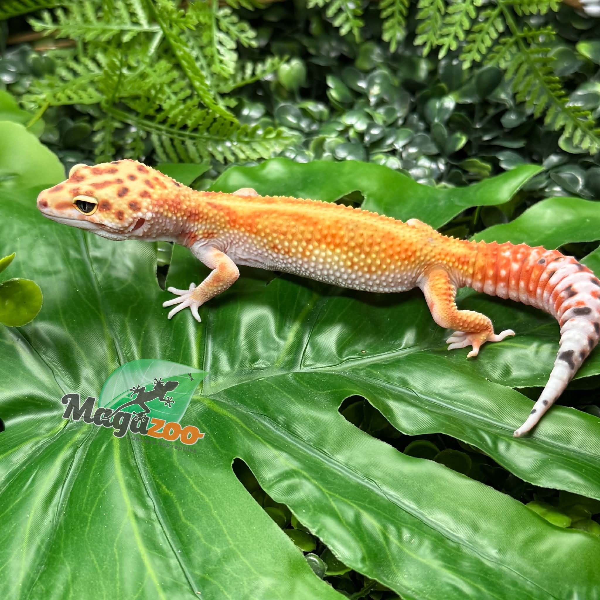 Magazoo Female White & Yellow Redstripe Leopard gecko 05/09/26