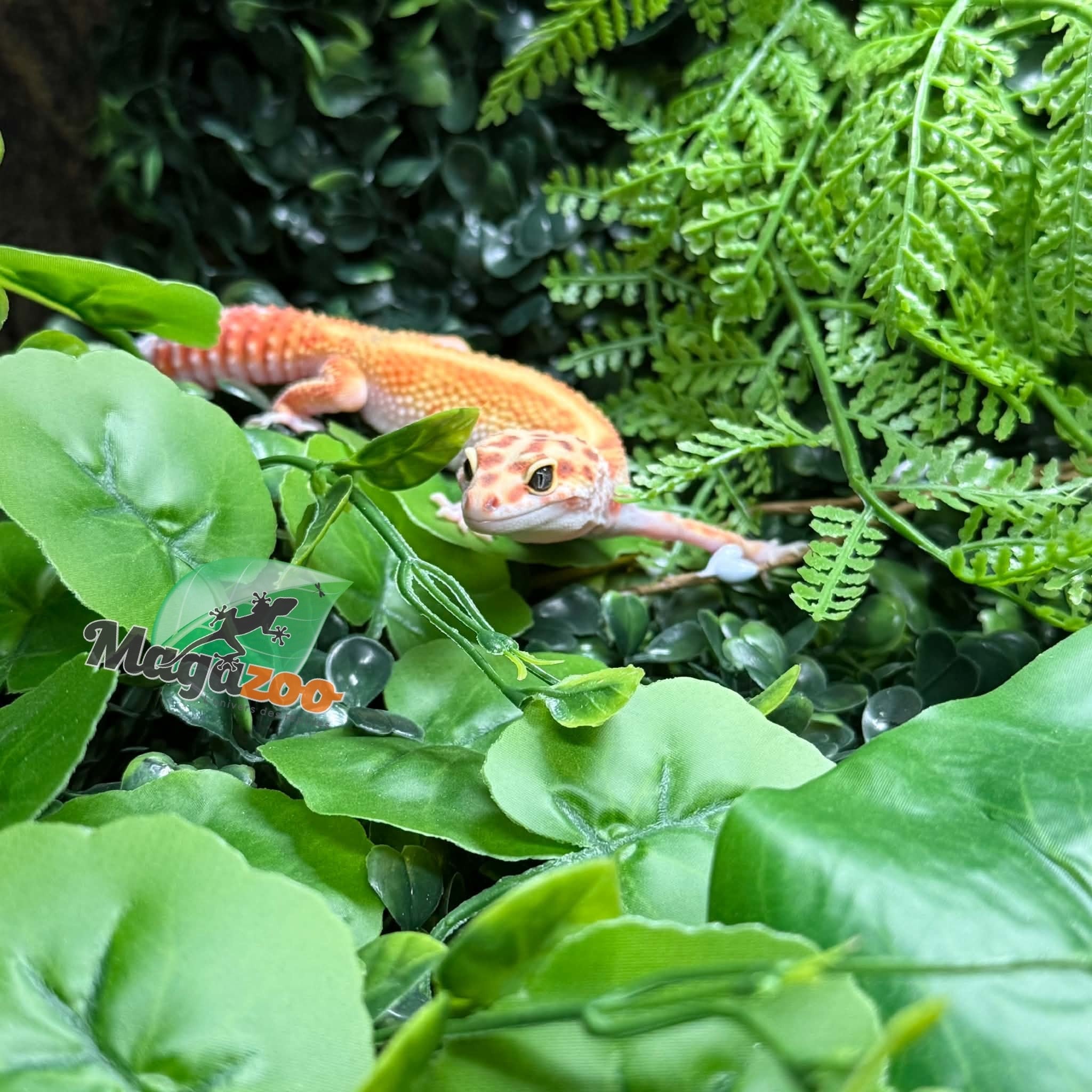 Magazoo Female White & Yellow Redstripe Leopard gecko 05/09/26