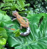 Magazoo Gecko léopard Macksnow reverse stripe 03/08/26