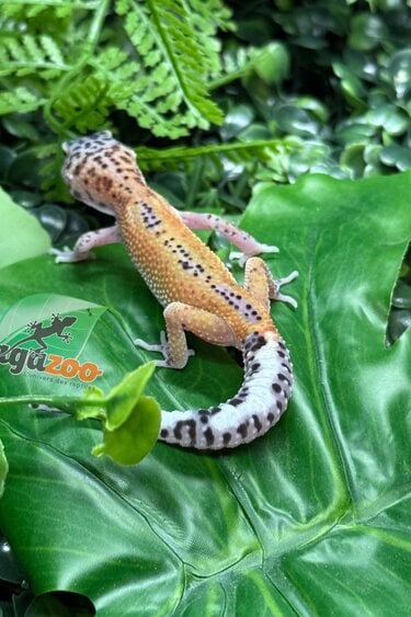 Magazoo Macksnow Reverse Stripe Leopard gecko 08/03/26