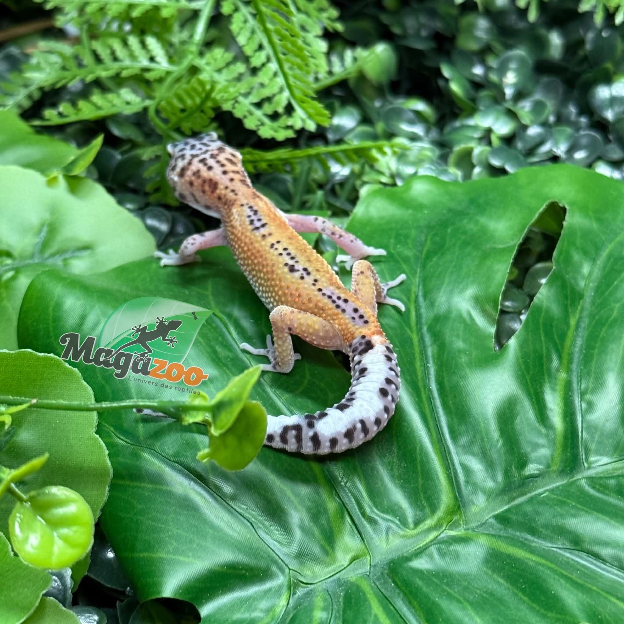 Magazoo Macksnow Reverse Stripe Leopard gecko 08/03/26