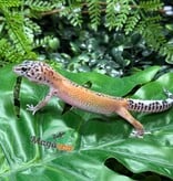 Magazoo Macksnow Reverse Stripe Leopard gecko 08/03/26
