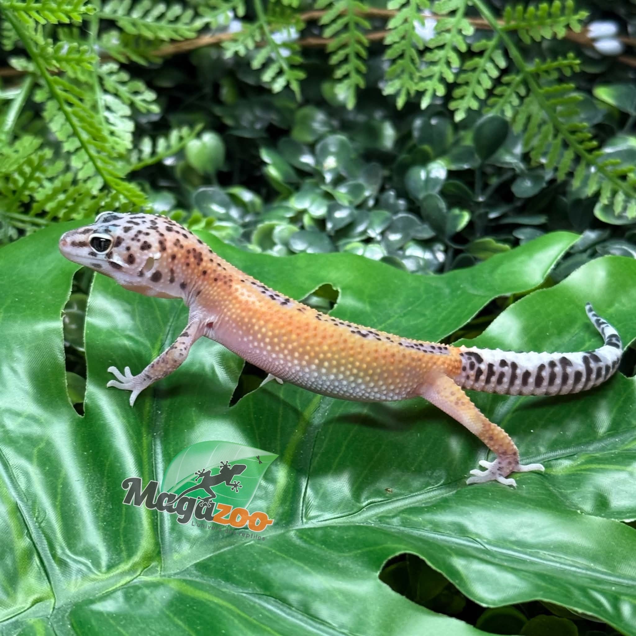 Magazoo Macksnow Reverse Stripe Leopard gecko 08/03/26
