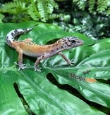 Magazoo Macksnow Reverse Stripe Leopard gecko 08/03/26