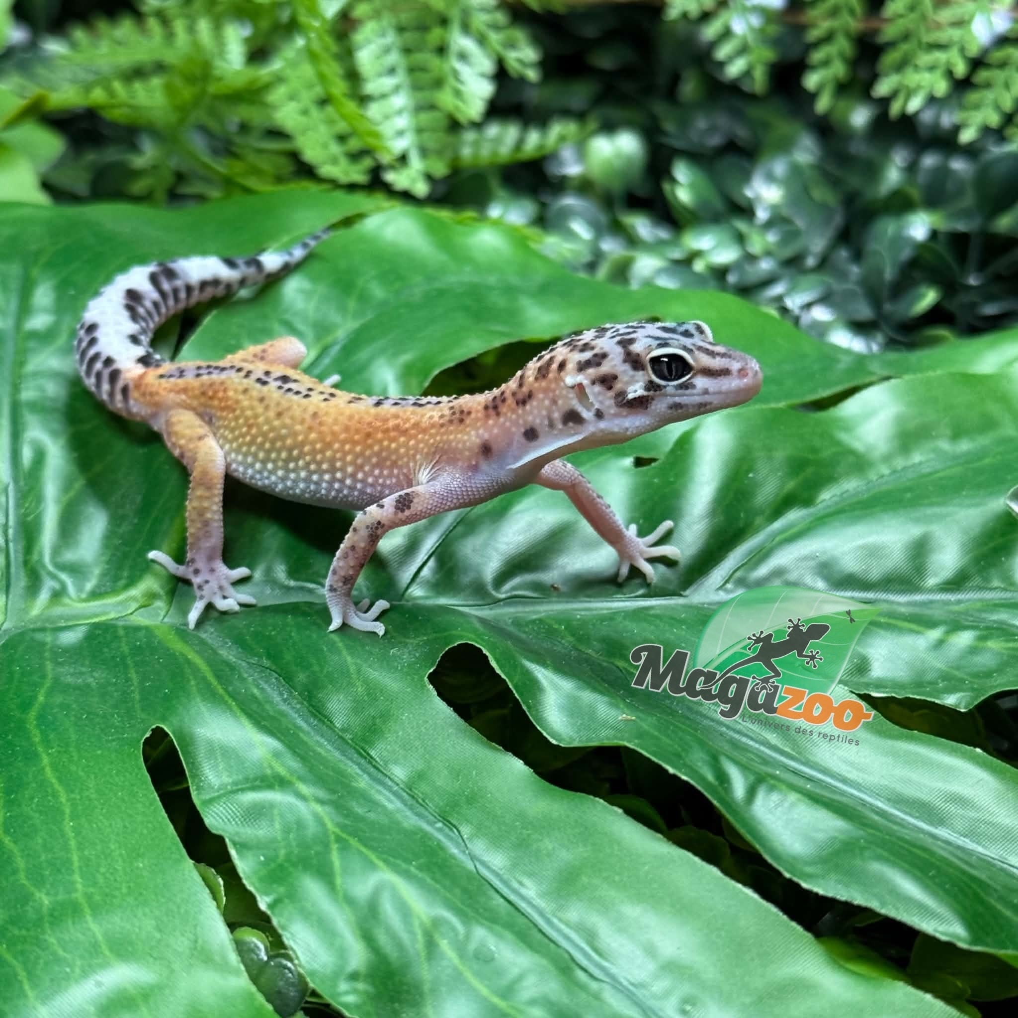 Magazoo Macksnow Reverse Stripe Leopard gecko 08/03/26