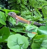 Magazoo Macksnow Reverse Stripe Leopard gecko 08/03/26