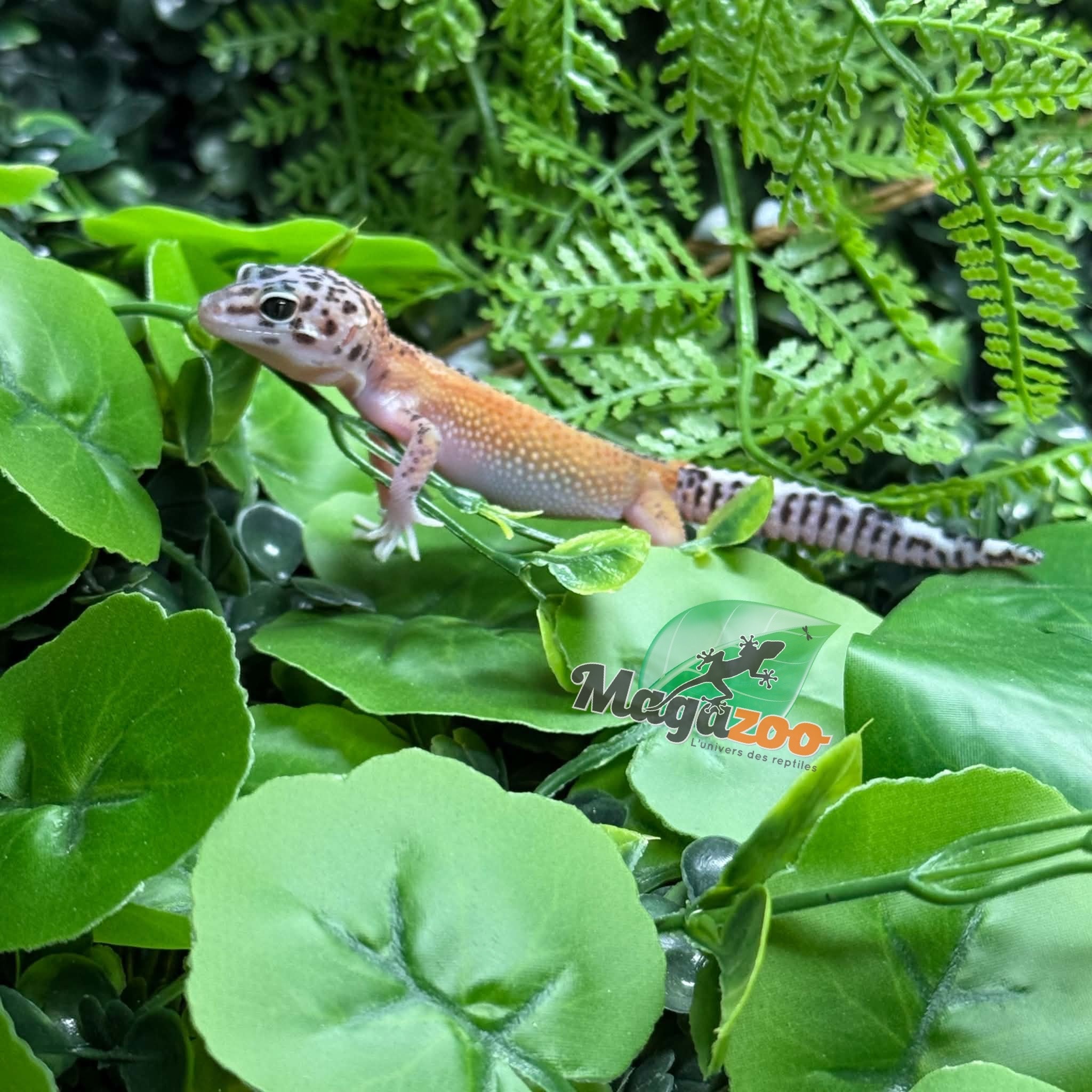 Magazoo Gecko léopard Macksnow reverse stripe 03/08/26
