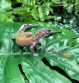 Magazoo Gecko léopard Macksnow reverse stripe 03/08/26