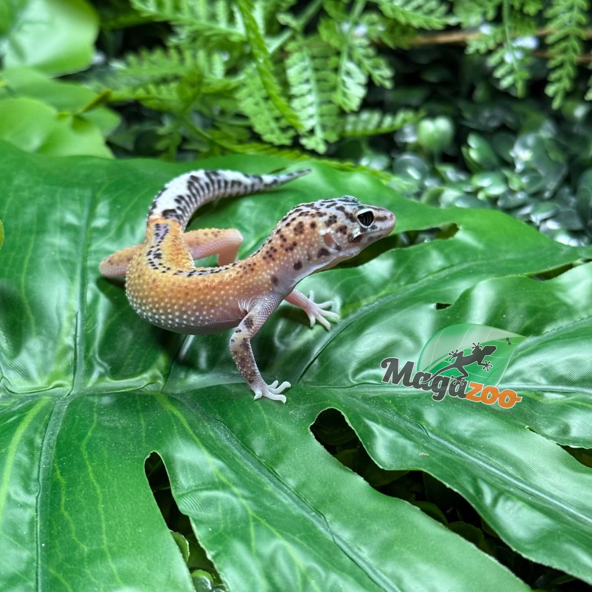 Magazoo Macksnow Reverse Stripe Leopard gecko 08/03/26