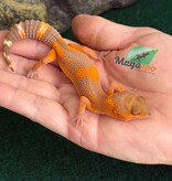 Magazoo Female Lava Blacknight Leopard gecko 06/09/26  (SPECIAL ORDER)