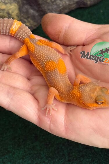 Magazoo Female Lava Blacknight Leopard gecko 06/09/26  (SPECIAL ORDER)