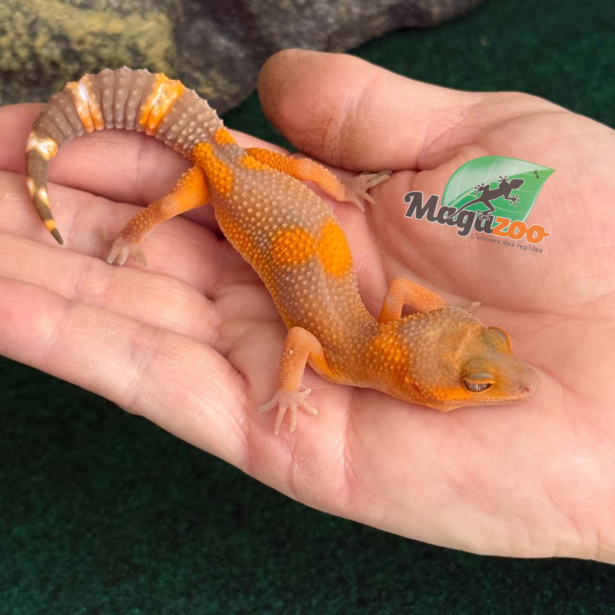 Magazoo Gecko léopard Lava Blacknight femelle 09/06/26  (EN COMMANDE SPÉCIAL)