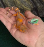 Magazoo Female Lava Blacknight Leopard gecko 06/09/26  (SPECIAL ORDER)