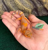 Magazoo Female Lava Blacknight Leopard gecko 06/09/26  (SPECIAL ORDER)