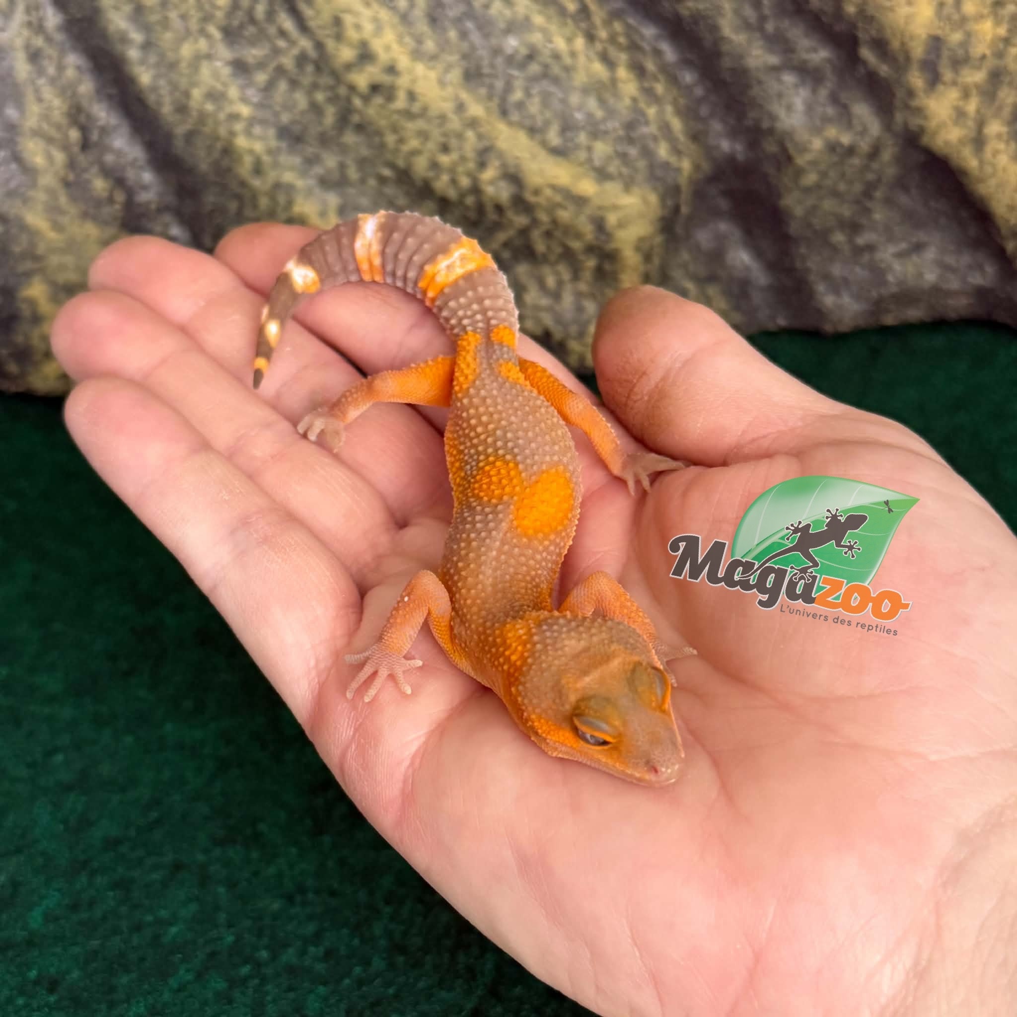 Magazoo Female Lava Blacknight Leopard gecko 06/09/26  (SPECIAL ORDER)