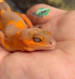 Magazoo Female Lava Blacknight Leopard gecko 06/09/26  (SPECIAL ORDER)